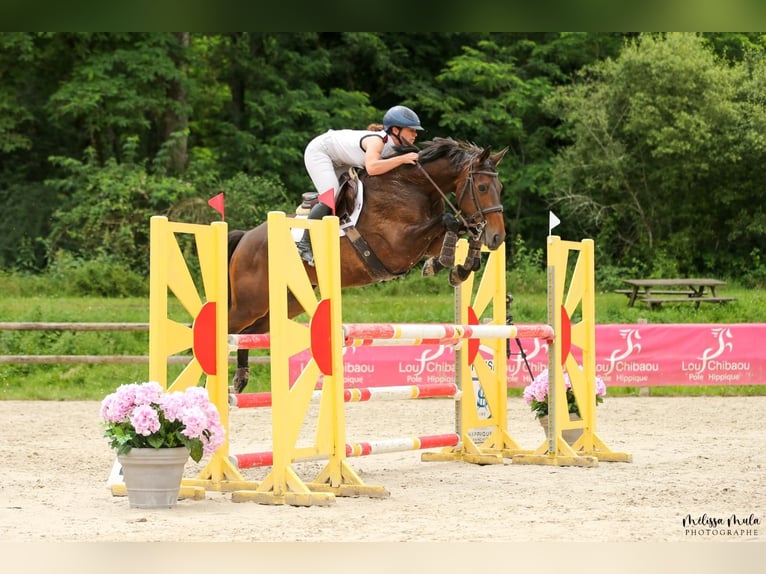 Caballo de deporte irlandés Yegua 9 años 163 cm Castaño oscuro in Saint-Puy