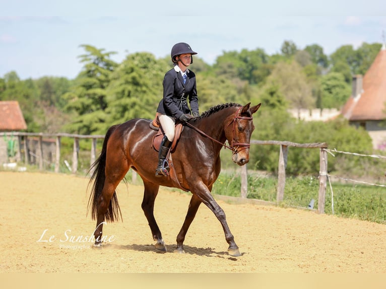 Caballo de deporte irlandés Yegua 9 años 163 cm Castaño oscuro in Saint-Puy