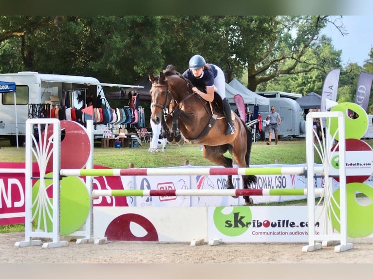 Caballo de deporte irlandés Yegua 9 años 163 cm Castaño oscuro in Saint-Puy