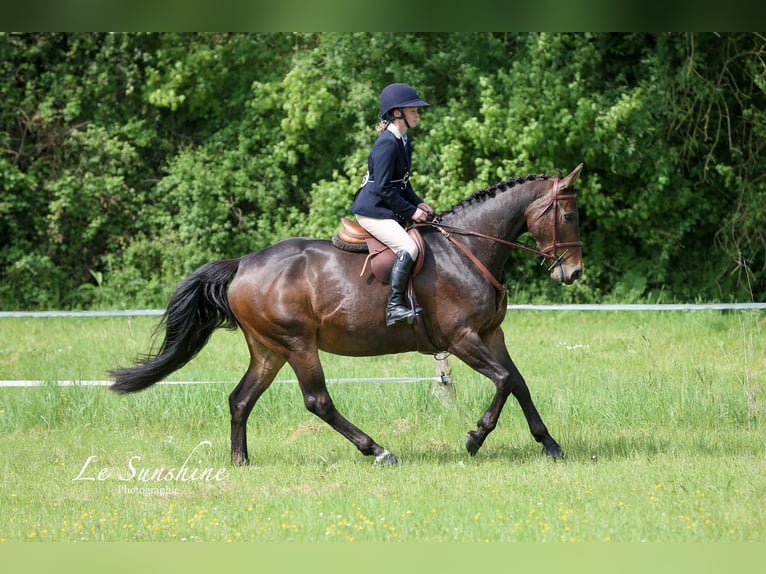 Caballo de deporte irlandés Yegua 9 años 163 cm Castaño oscuro in Saint-Puy