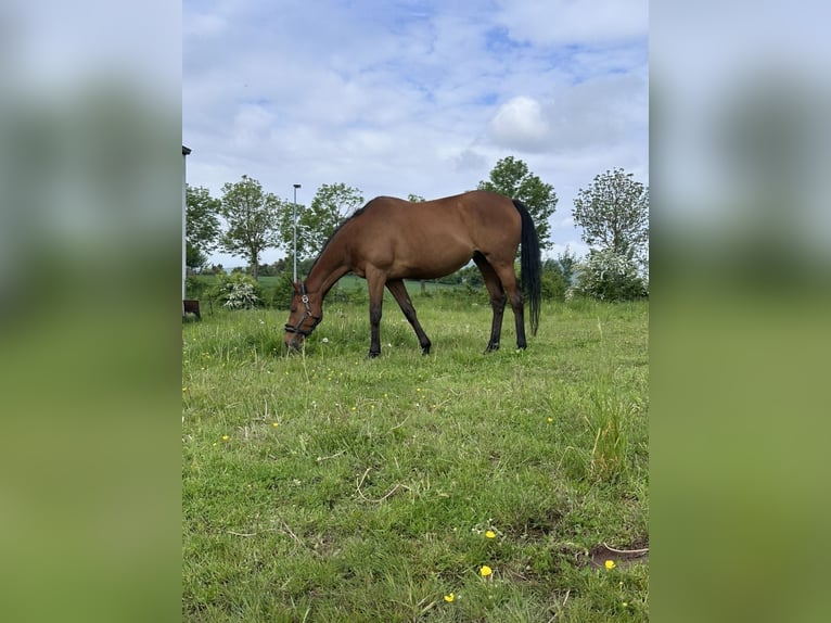 Caballo de deporte irlandés Yegua 9 años 165 cm Castaño-ruano in Großbodungen