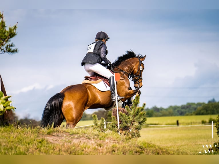 Caballo de deporte irlandés Yegua 9 años 167 cm in Salzhausen