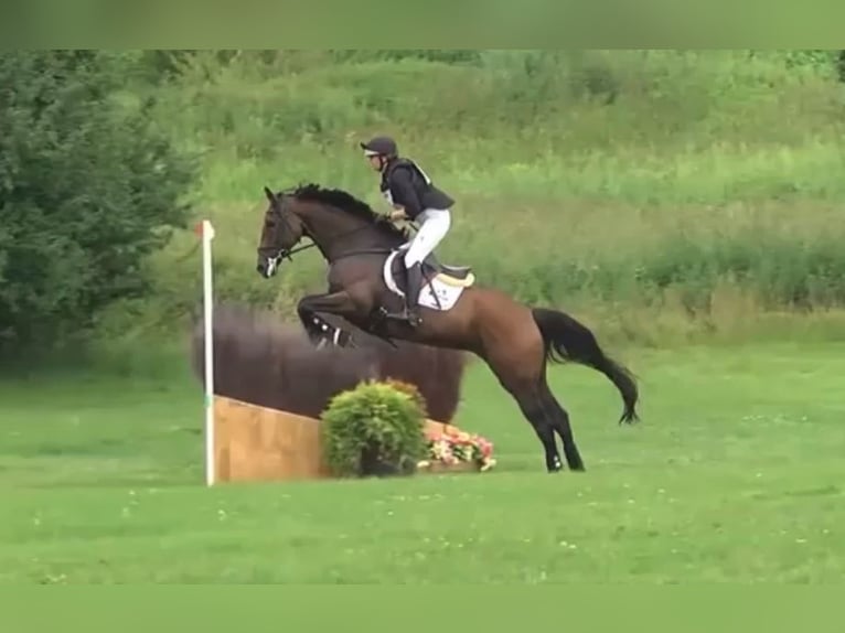 Caballo de deporte irlandés Yegua 9 años 168 cm Castaño oscuro in Kleinwiehe