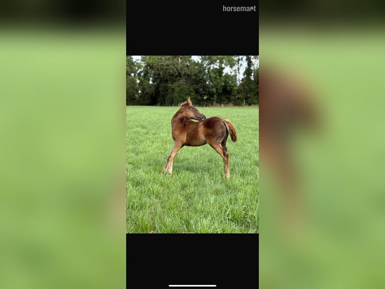 Caballo de deporte irlandés Yegua Potro (06/2025) 165 cm Alazán-tostado in Carlow