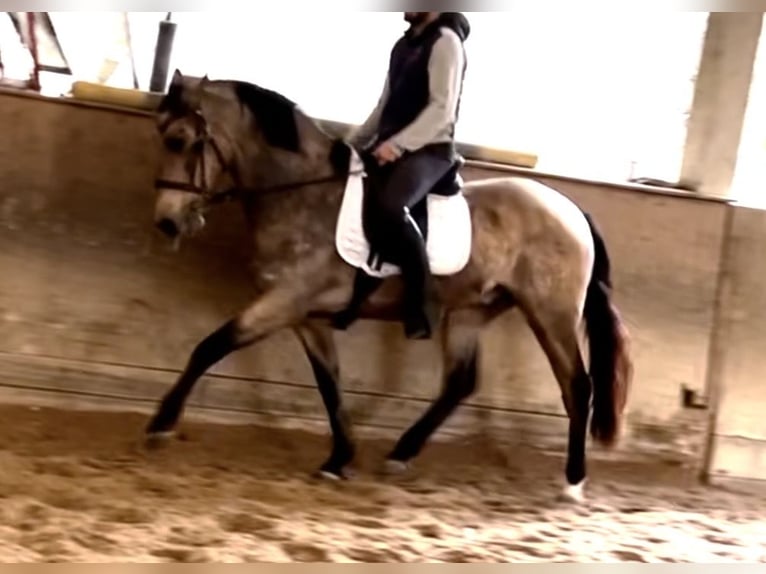Caballo de deporte portugués Caballo castrado 10 años 160 cm Bayo in Wien