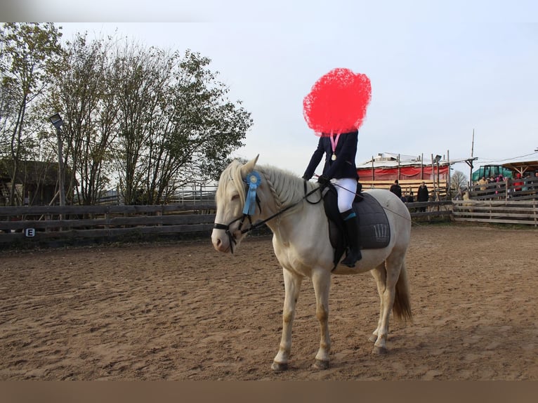 Caballo de deporte portugués Caballo castrado 12 años 152 cm Cremello in Wurzbach