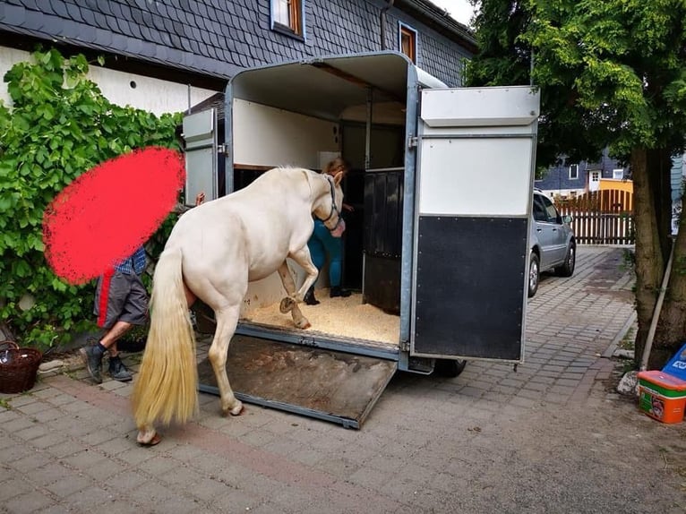 Caballo de deporte portugués Caballo castrado 12 años 152 cm Cremello in Wurzbach