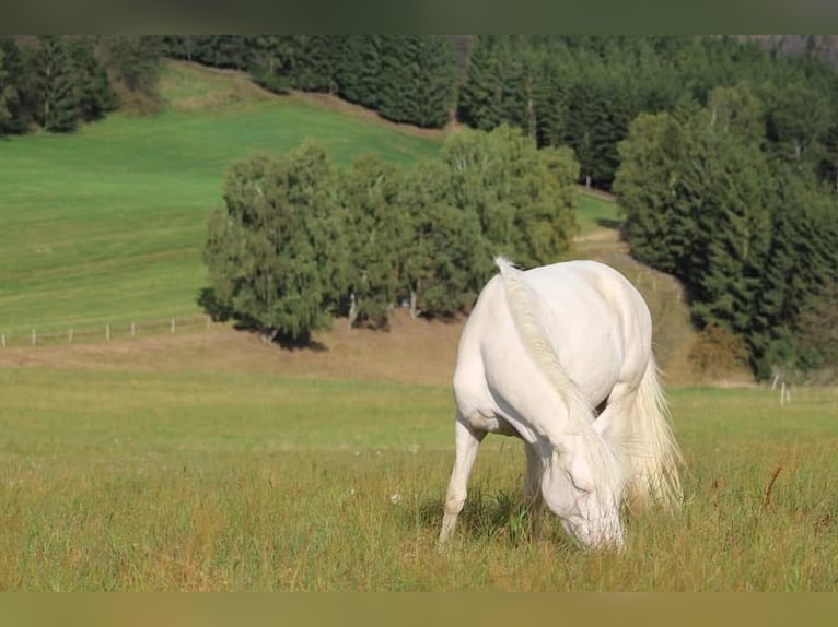 Caballo de deporte portugués Caballo castrado 12 años 152 cm Cremello in Wurzbach