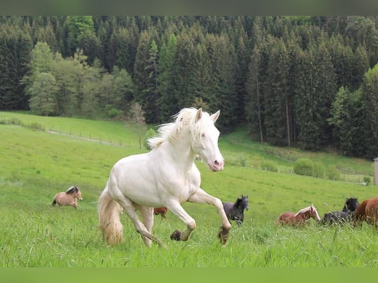 Caballo de deporte portugués Caballo castrado 12 años 152 cm Cremello in Wurzbach