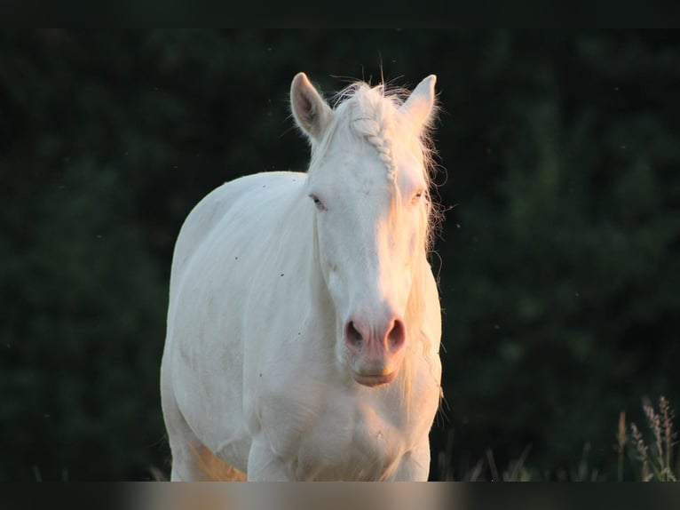 Caballo de deporte portugués Caballo castrado 12 años 152 cm Cremello in Wurzbach