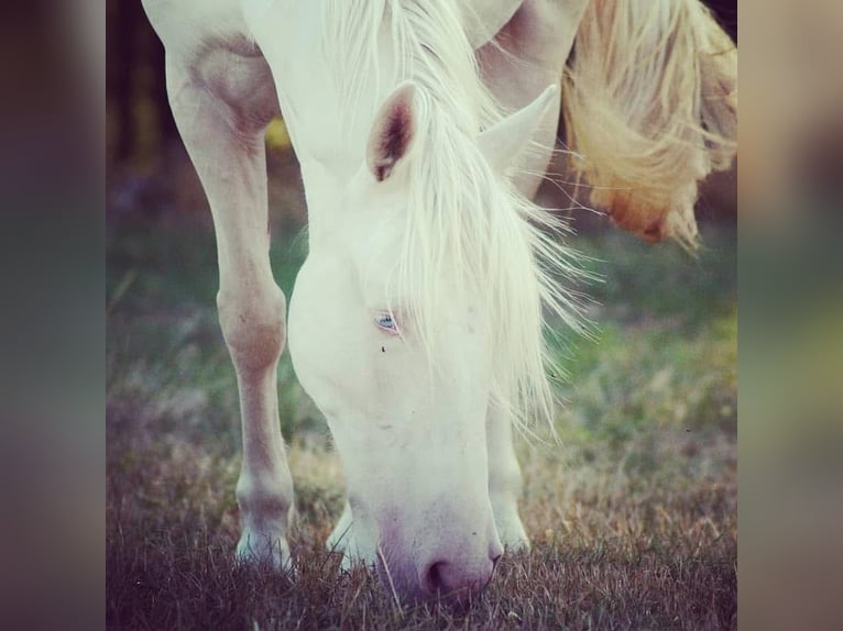 Caballo de deporte portugués Caballo castrado 12 años 152 cm Cremello in Wurzbach