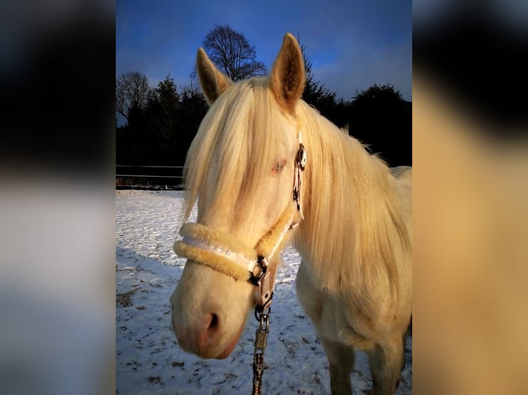 Caballo de deporte portugués Caballo castrado 12 años 152 cm Cremello in Wurzbach