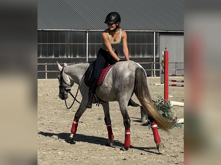 Caballo de deporte portugués Mestizo Caballo castrado 13 años 149 cm Tordo rodado in Kaldenkirchen