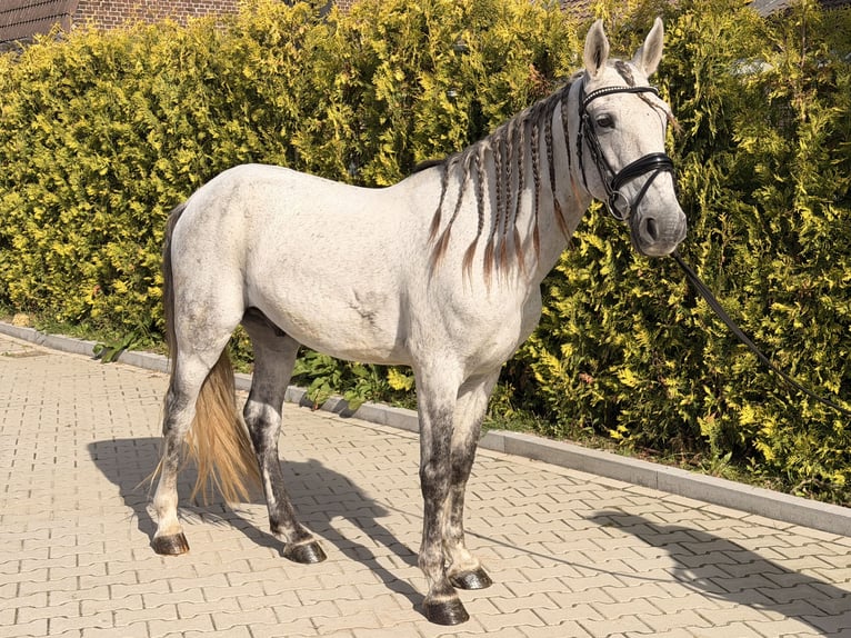 Caballo de deporte portugués Mestizo Caballo castrado 13 años 149 cm Tordo rodado in Kaldenkirchen