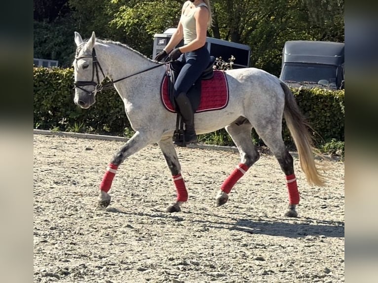 Caballo de deporte portugués Mestizo Caballo castrado 13 años 149 cm Tordo rodado in Kaldenkirchen