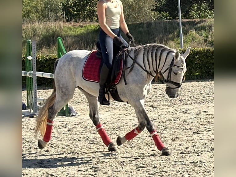 Caballo de deporte portugués Mestizo Caballo castrado 13 años 149 cm Tordo rodado in Kaldenkirchen