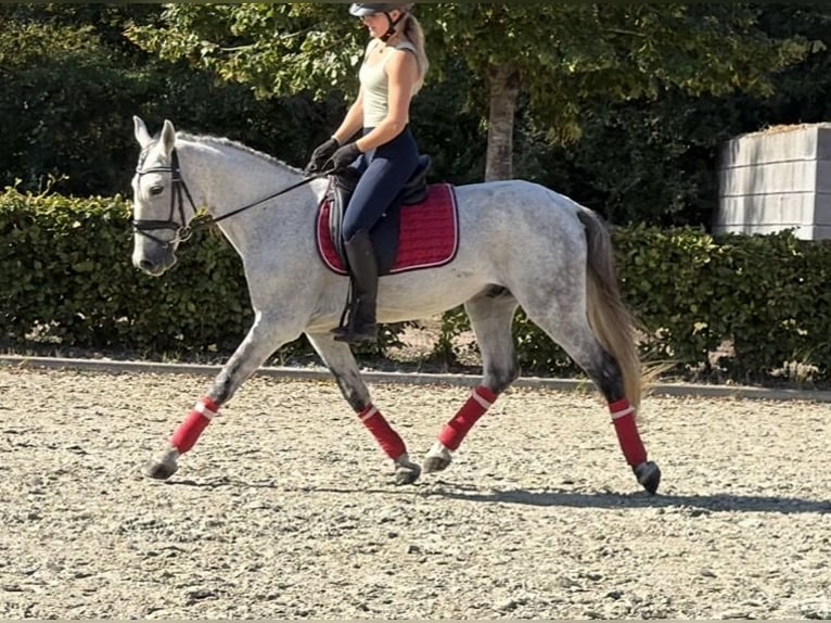 Caballo de deporte portugués Mestizo Caballo castrado 13 años 149 cm Tordo rodado in Kaldenkirchen
