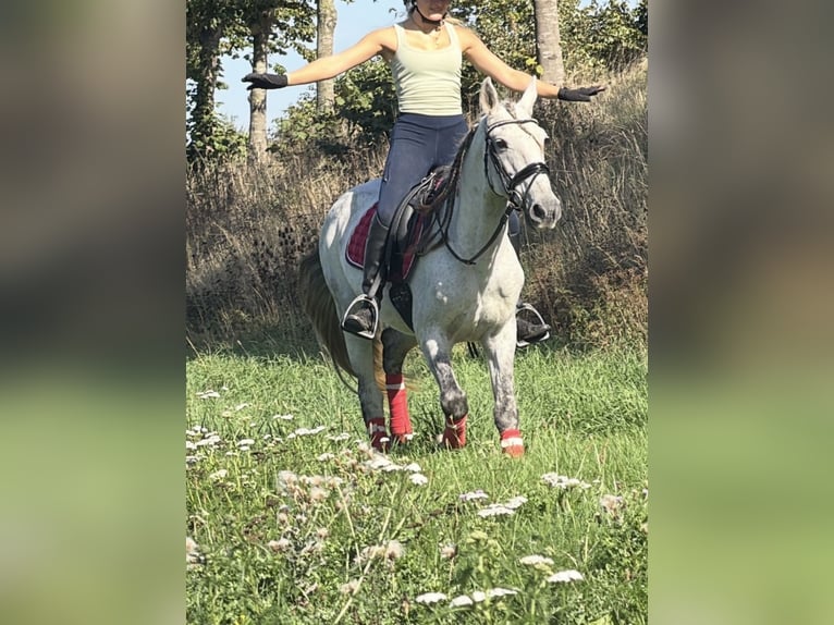 Caballo de deporte portugués Mestizo Caballo castrado 13 años 149 cm Tordo rodado in Kaldenkirchen