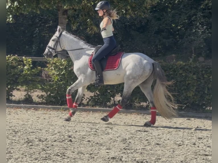 Caballo de deporte portugués Mestizo Caballo castrado 13 años 149 cm Tordo rodado in Kaldenkirchen