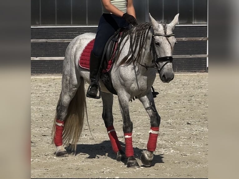 Caballo de deporte portugués Mestizo Caballo castrado 13 años 149 cm Tordo rodado in Kaldenkirchen