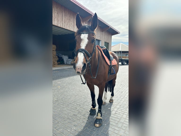 Caballo de deporte portugués Caballo castrado 15 años 167 cm Castaño in Nürnberg