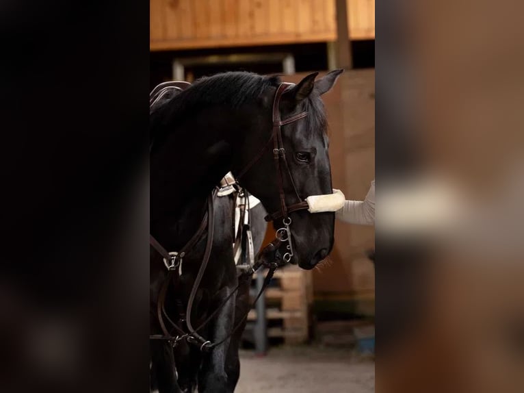 Caballo de deporte portugués Caballo castrado 16 años 164 cm Negro in Guimaraes