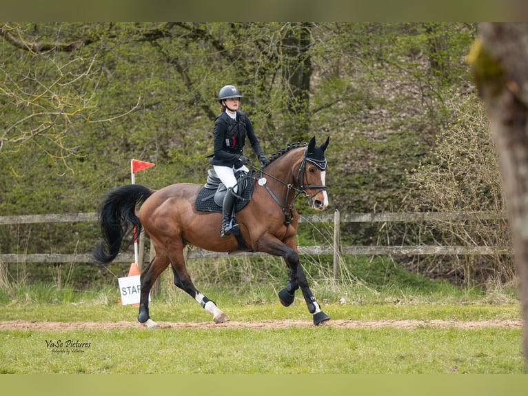 Caballo de deporte portugués Caballo castrado 17 años 167 cm Castaño in Ansbach