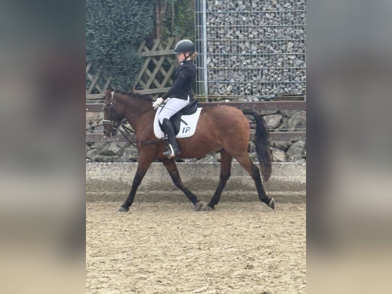 Caballo de deporte portugués Mestizo Caballo castrado 18 años 142 cm Castaño in Much