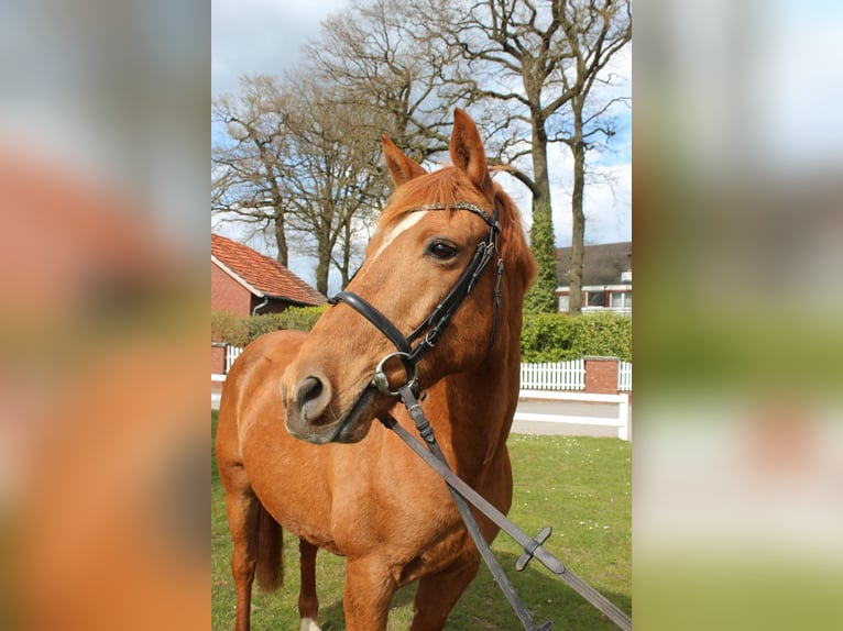 Caballo de deporte portugués Caballo castrado 19 años 154 cm Alazán in Bad Laer