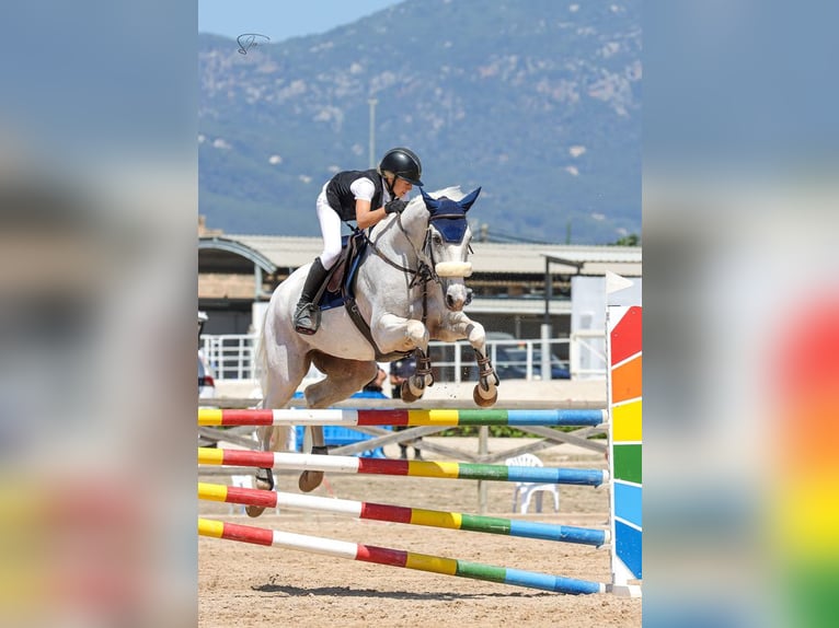 Caballo de deporte portugués Caballo castrado 20 años 169 cm Tordo in Palma De Mallorca