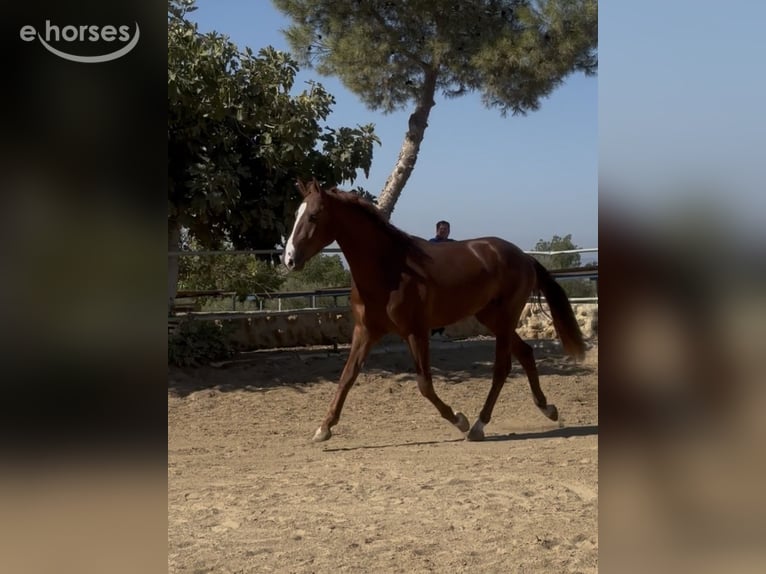Caballo de deporte portugués Caballo castrado 2 años 161 cm  in Carmona