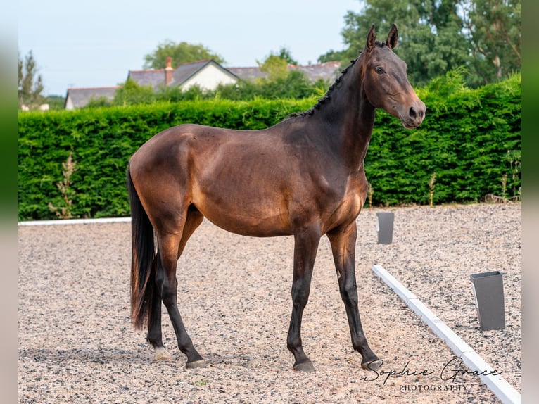 Caballo de deporte portugués Caballo castrado 3 años 174 cm Castaño oscuro in CHESTER