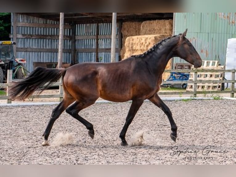 Caballo de deporte portugués Caballo castrado 3 años 174 cm Castaño oscuro in CHESTER