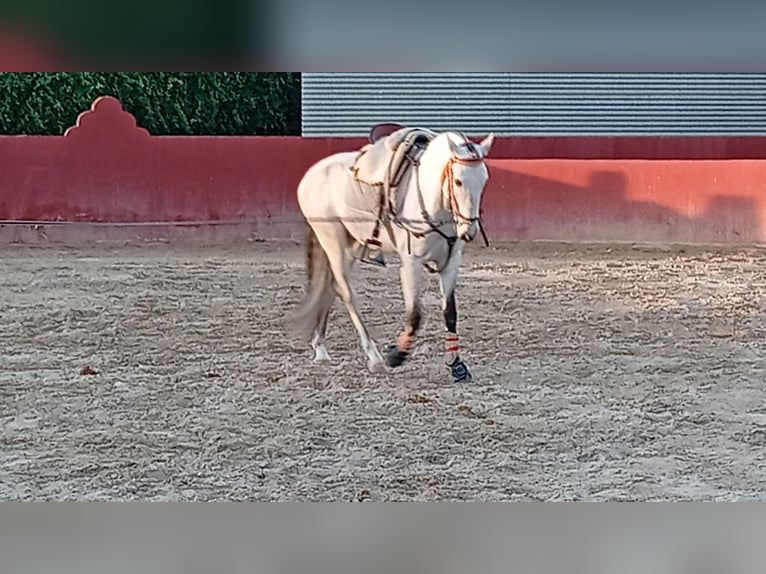 Caballo de deporte portugués Caballo castrado 4 años 165 cm Tordo in Molina De Segura