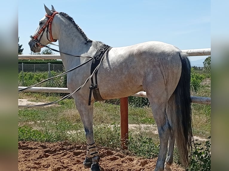 Caballo de deporte portugués Caballo castrado 4 años 165 cm Tordo in Molina De Segura