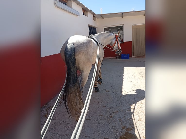 Caballo de deporte portugués Caballo castrado 4 años 165 cm Tordo in Molina De Segura