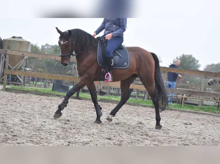 Caballo de deporte portugués Caballo castrado 5 años 162 cm Castaño in Achtmaal