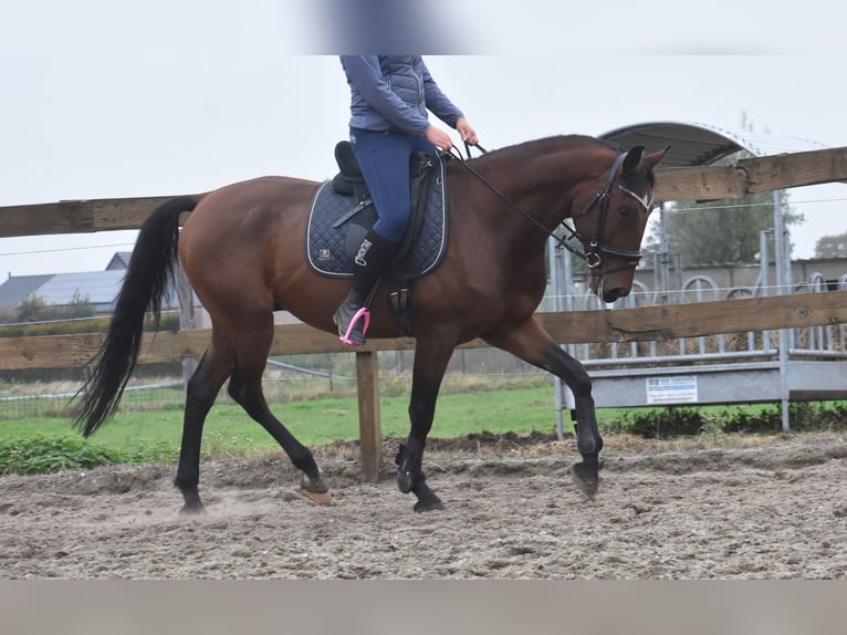 Caballo de deporte portugués Caballo castrado 5 años 162 cm Castaño in Achtmaal