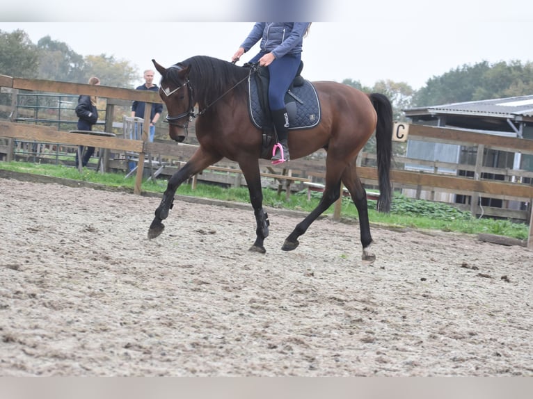 Caballo de deporte portugués Caballo castrado 5 años 162 cm Castaño in Achtmaal