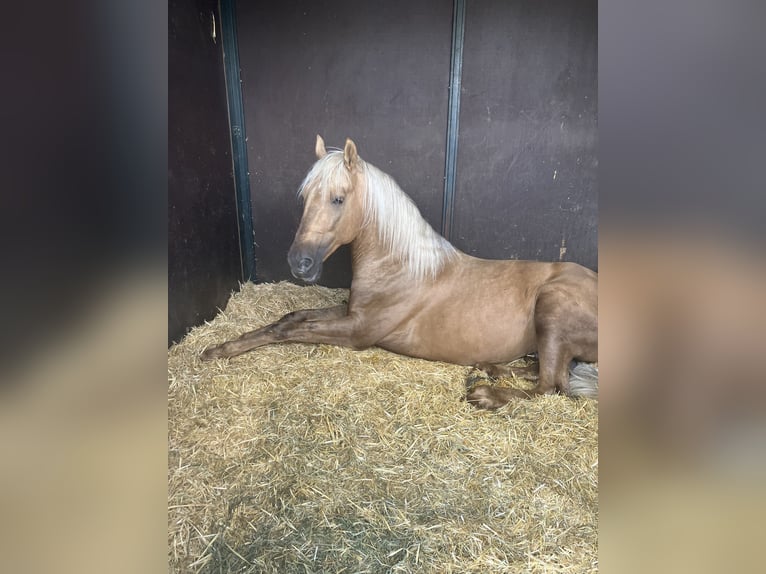 Caballo de deporte portugués Caballo castrado 5 años 168 cm Palomino in Ciempozuelos