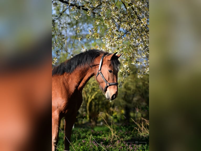 Caballo de deporte portugués Caballo castrado 6 años 150 cm Castaño in Bruchsal