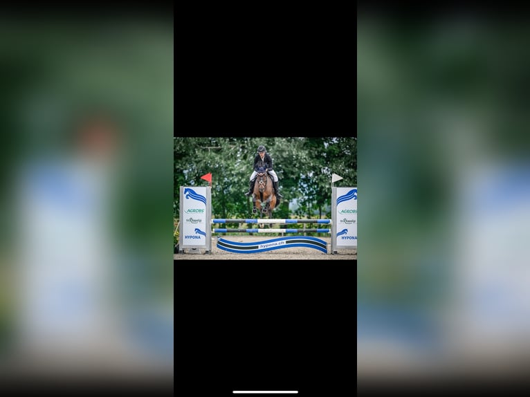 Caballo de deporte portugués Caballo castrado 7 años 153 cm Castaño in Oberb&#xFC;ren