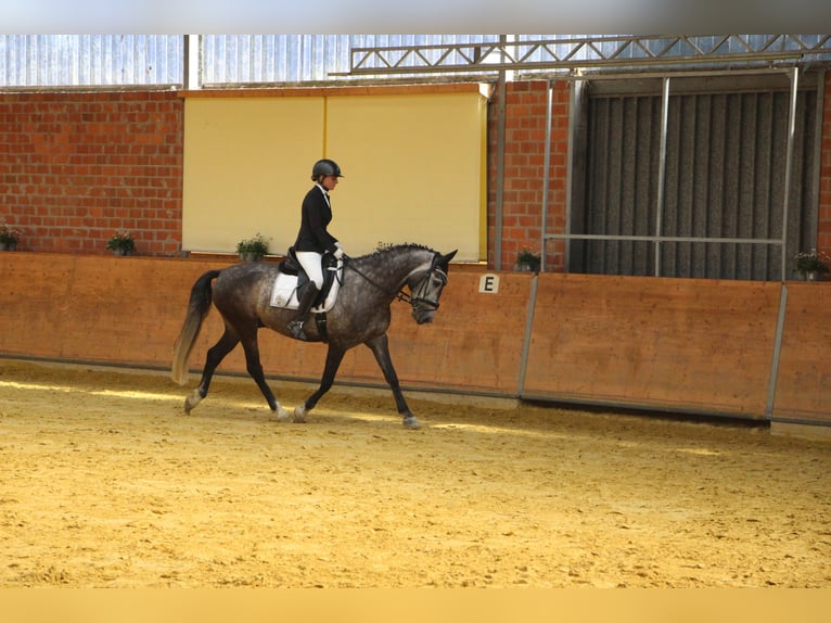 Caballo de deporte portugués Caballo castrado 7 años 163 cm Tordo rodado in Korschenbroich