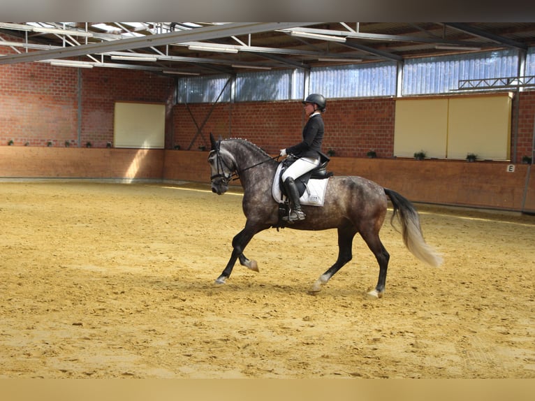 Caballo de deporte portugués Caballo castrado 7 años 163 cm Tordo rodado in Korschenbroich