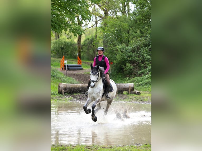 Caballo de deporte portugués Caballo castrado 8 años 163 cm Tordo in Waldshut-Tiengen