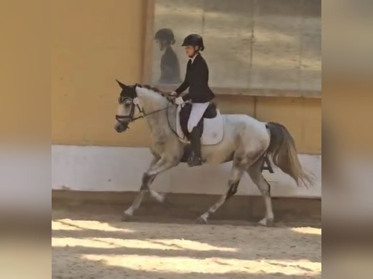 Caballo de deporte portugués Caballo castrado 8 años 163 cm Tordo in Waldshut-Tiengen