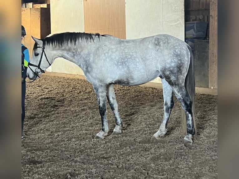 Caballo de deporte portugués Caballo castrado 8 años 163 cm Tordo in Waldshut-Tiengen