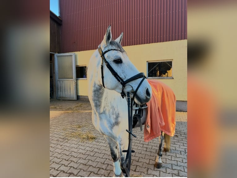 Caballo de deporte portugués Caballo castrado 8 años 163 cm Tordo in Waldshut-Tiengen