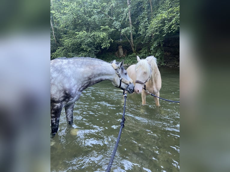Caballo de deporte portugués Mestizo Semental 11 años 155 cm Cremello in Kupferzell
