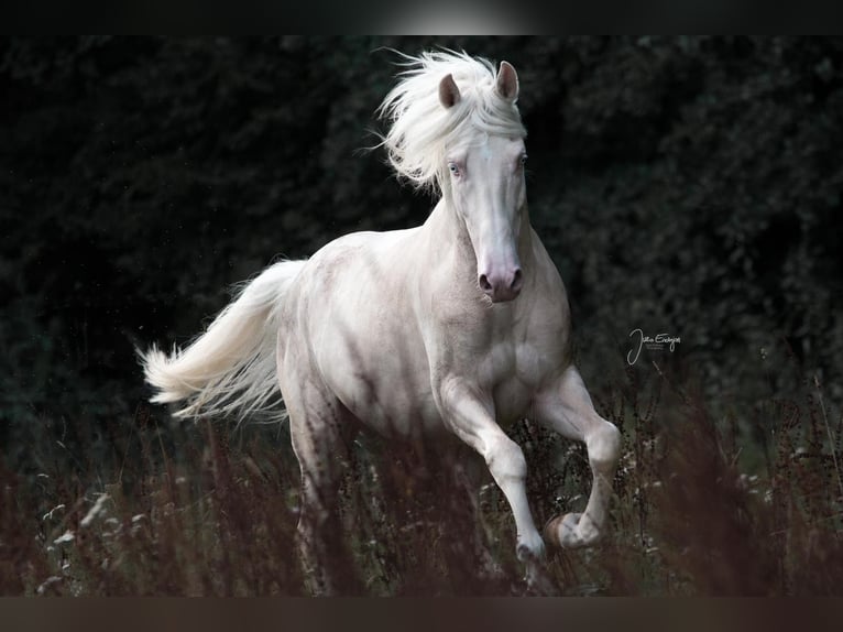 Caballo de deporte portugués Mestizo Semental 11 años 155 cm Cremello in Kupferzell